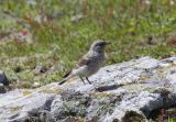 The wheatear is a small mainly ground-dwelling bird. It hops or runs on the ground. It is blue-grey above with black wings and white below with an orange flush to the breast. It has a black cheek. In flight it shows a white rump and a black 'T' shape on its tail. It is a summer visitor and passage migrant. Birds breed mainly in western and northern Britain and western Ireland, although smaller numbers do breed in southern and eastern England. It winters in central Africa.