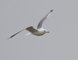 It looks like a small, gentler version of the herring gull, with greenish legs and a yellow bill. Despite its name, it is not at all common in some inland areas, though often abundant on the coast and in some eastern counties. They are now seen more often in towns and on housing estates in winter.