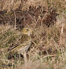 A small, brown, streaky bird, it is the commonest songbird in upland areas and its high, piping call is a familiar sound. In flight it shows white outer tail feathers and in the breeding season it has a fluttering parachute display flight. In winter they are quite gregarious and gather in small flocks, often invisible among the vegetation, suddenly flying up with typical jerky flight. Meadow pipit numbers in the UK have been declining since the mid 1970s, resulting in this species being included on the amber list of conservation concern.