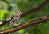 The eurasian siskin is a small finch, easily identified by its vividly yellow colors. It has a distinctly forked tail and a long narrow finch bill. </br></br>It is mainly resident from southern England to northern Scotland, but in larger numbers in Scotland and Wales. You can see this bird in much of the UK, but for England, where it becomes more common in winter.  We also get  birds arriving here from Europe. Look for these at the tops of trees in suitable habitat, more readily found in Scotland and Wales, where they are fairly common. </br>